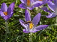 Crocus tommasinianus with early hoverfly pollinating