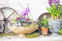 Hyacinths, cyclamen and ivy in a shallow carved wooden container