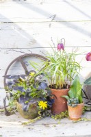 Ranunculus 'Brazen Hussy', Snakes Head Fritillaria and Ivy 'Hedera' berries
