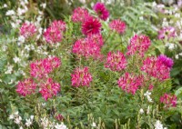 Cleome hassleriana Sparklers Rose F1, summer August