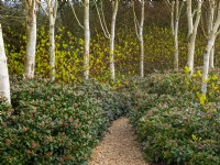 Path through a planting of Betula utilis var. jacquemontii  West Himalayan Birch - underplanted with Skimmia and Dogwood East Ruston Old Vicarage Norfolk