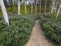 Path through a planting of Betula utilis var. jacquemontii  West Himalayan Birch - underplanted with Skimmia East Ruston Old Vicarage Norfolk