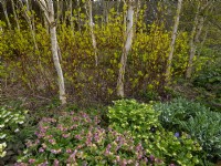 Path through a planting of Betula utilis var. jacquemontii  West Himalayan Birch - underplanted with Dogwood and Hellebores  East Ruston Old Vicarage Norfolk