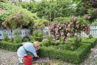 Rosa Polianta, rose tree, Buxus sempervierens, box tree, Woman working in traditional farm garden and cleaning the path by beds edged with Buxus sempervierens. Beds with standard Rosa - Rose - underplanted 
