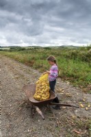 Girl picking up potatoes
