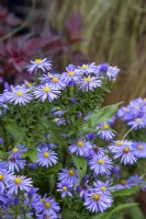 Symphyotrichum laeve 'Bressingham Blue Cushion' - The Bressingham Gardens, Norfolk - September