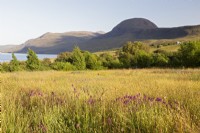 Munro An Teallach and Little Loch Broom viewed from wildflower meadow