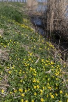 Ficaria verna - Lesser celandine or pilewort.
Growing on the marshy banks of a Dutch river near Nijmegen.  