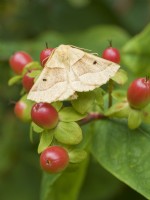 Crocallis elinguaria - Scalloped Oak Moth resting on Tutsan berries