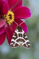 Arctia caja - Garden Tiger Moth on Dahlia flower 'Bishops Children'