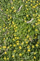Ficaria verna - Lesser celandine or pilewort.
