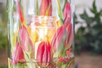 Tulip lantern display