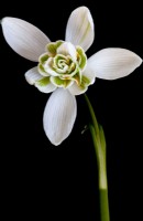 galanthus nivalis pleniflorus 'flore pleno' snowdrop