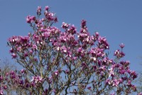 Magnolia 'Spectrum' set against a blue sky