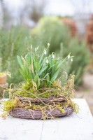 Arrangement of moss and snowdrops in a woven birch frame