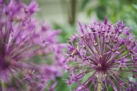 Allium Christophii with a bee at the flower