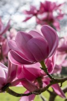 Magnolia campbellii 'Lanarth'