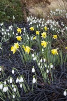 Narcissus 'Rijnveld's Early Sensation' with Galanthus nivalis 'S. Arnott' and Ophiopogon planiscapus 'Nigrescens' - February
