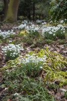 Galanthus nivalis 'S. Arnott' with Luzula sylvatica 'Aurea' and Polypodium scouleri in Rosemary's Wood, Foggy Bottom, The Bressingham Gardens, Norfolk - February