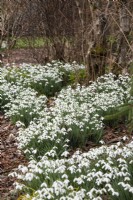 Galanthus nivalis 'S. Arnott' - February