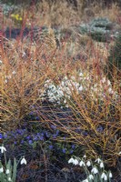 Cornus sanguinea 'Midwinter Fire', Pulmonaria angustifolia and Ophiopogon planiscapus 'Nigrescens' beneath and Galanthus nivalis 'S. Arnott' - February