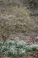 Galanthus nivalis 'S. Arnott' beneath Magnolia stellata 'Waterlily' - February