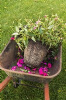 Wheelbarrow with uprooted Impatiens x hybrida 'Vigorous Rose Pink' - Balsam flower plant that was growing in planter and shedded flowerheads - October