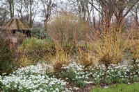 Galanthus nivalis 'S. Arnott' and Cornus sanguinea 'Midwinter Fire'. Foggy Bottom, The Bressingham Gardens, Norfolk - February 