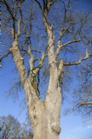 Fraxinus excelsior, over 200 years old - March
