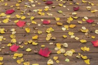 Acer saccharum - Maple and yellow Betula - Birch tree leaves on wooden deck in autumn - October