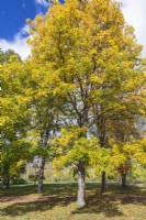 Carya ovata - Shagbark Hickory tree in autumn, Montreal Botanical Garden, Quebec, Canada - October