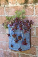 Sedum spurium 'Fuldagult' and Euphorbia cyparissias 'Fen's Ruby' in wall mounted aluminium container on a brick wall
