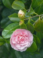 Camellia japonica 'Tiffany'