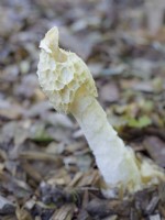 Phallus impudicus -Stinkhorn fungus growing on pine woodchip garden path