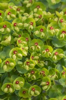 Euphorbia 'Baby Charm' flowering in Spring - April