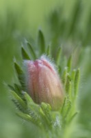 Pulsatilla vulgaris 'Perlen Glocke' flower buds in Spring - April