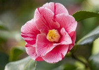 Camellia japonica 'Tricolor'  