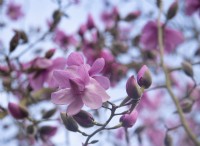 Magnolia x sprengeri 'Lanhydrock' against blue sky.