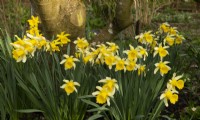 Narcissus around a tree trunk