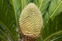 Cycas revoluta - Japanese sago palm