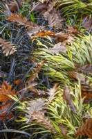 Hakonechloa macra 'Alboaurea' with Ophiopogon planiscapus 'Nigrescens' and leaves of Quercus frainetto - October