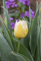 Tulipa 'Burning Flame' - Fringed Tulip