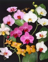 Phalaenopsis amabilis Mix, spring March