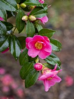 Camellia x williamsii 'Mary Christian'