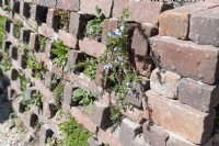 Almere The Netherlands 19th April 2022
Floriade Expo 2022. A ten-yearly botanical garden festival and exhibition, this year taking place in Almere, Flevoland. 
Wall made of old bricks constructed in such a way to encourage wildlife such as insects and plants. 