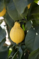Citrus Limon 'Florentina'