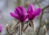 Magnolia campbellii x 'Lanarth' x M liliflora  'Ruth'