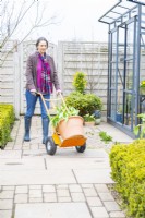 Woman using a sack barrow to move a large pot of Tulips