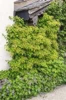 Hydrangea anomala subsp. petiolaris, summer June