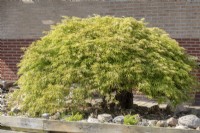 Acer palmatum Dissectum, Summer June
